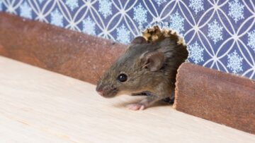 الحل السريع لطرد الفئران من المنزل وبدون استخدام اى مواد ضاره كل الحشرات والقوارض هتهرب من بيتك