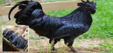 فراخ لامبورجيني للبيع لحمها وقلبها أسود لن تصدق سعرها ومن يأكلها