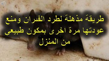 فكره جهنمية هتطرد الفئران والحشرات من البيت نهائياً بطرق سهله وبدون مبيدات كمياوية