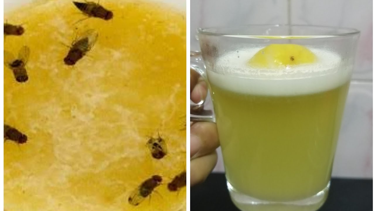 وصفة لا تخطر على بالك لكى تخلصك من الهاموش الأسود بدون مبيدات نهائيا بلا عوده