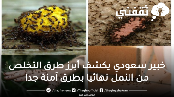 طرق التخلص من النمل