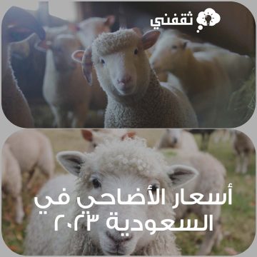 أسعار الأضاحي في السعودية 2023 وكيفية حجز أضحية للعيد