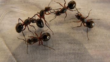 ملعقة واحدة تمنع النمل من دخول بيتك نهائيا بدون مبيدات من أول استعمال