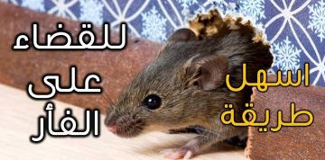 طريقة القضاء على الفئران نهائيا بدون لمس أو الاقتراب بدون رجوعه مرة اخرى