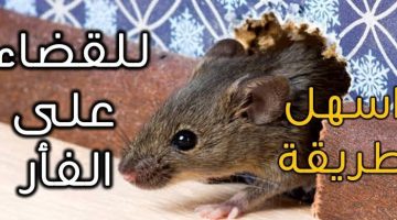 طريقة القضاء على الفئران نهائيا 