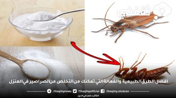 التخلص من الصراصير