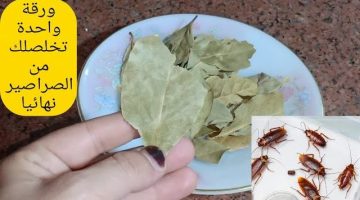 تخلص من "النمل والناموس والصراصير