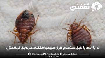 طرق طبيعية للقضاء على البق