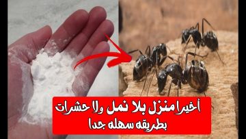 بمكونين فقط طريقة جهنمية للتخلص من النمل نهائياً بلا عودة وتحدي