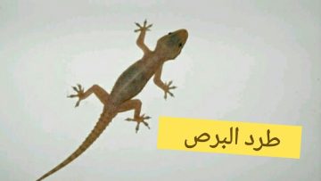 بدون لمس.. طريقة فعالة لطرد البرص أو الوزغ من المنزل نهائيا بدون رجوع مرة أخرى