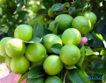 أقوى مشروب صحي تقوية جهاز المناعة وإذابة الدهون وتقوية عضلة القلب وتفتيح الشرايين المسدودة
