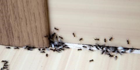 من أول استعمال... وداعًا لمشكلة النمل بدون مواد كيميائية مضرة فقط استخدمي تلك الوصفة