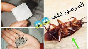 طريقة فعالة للتخلص من النمل والصراصير