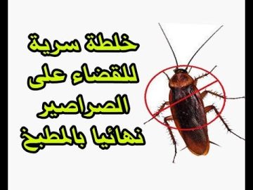 بدون كيماويات طريقة القضاء على الصراصير الصغيرة والكبيرة نهائيا مع عدم عودتها مرة أخرى 
