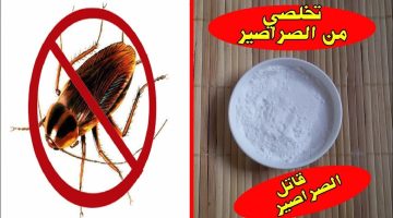 التخلص من النمل والصراصير والناموس والحشرات المنزلية