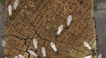 وصفات للتخلص من النمل الأبيض