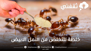 معلقة واحدة من هذا المكون الجبار يقضى على النمل بشكل سريع وفعال 100%