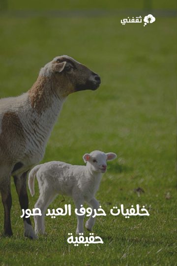 خلفيات خروف العيد الكبير صور حقيقية للجوالات واللاب توب