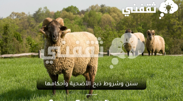 سنن وشروط ذبح الأضحية