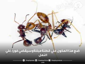 ضع هذا المكون علي قطنة مبللة وسيقضي فوراً علي النمل في كل ارجاء منزلك
