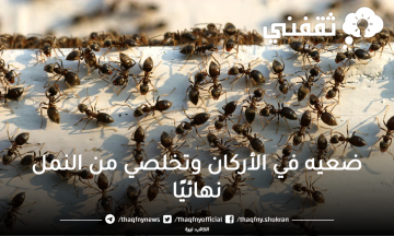 ضعيه في الأركان وتخلصي من النمل نهائياً خلال ساعات