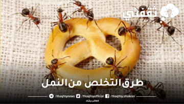 ملعقة واحدة هتمنع دخول النمل مرة تانية في منزلك نهائياً بطريقة سحرية وبدون مبيدات حشرية