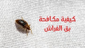 طريقة سحرية للقضاء على حشرة بق الفراش نهائيا بمكونات طبيعية بدون اي مواد كيميائية