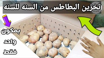 طريقة تخزين البطاطس من السنة للسنة
