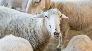 كيفية حجز الأضاحي من تطبيق أضاحي