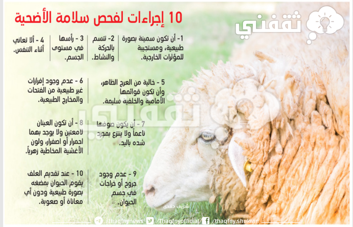 مواصفات الأضحية الصحيحة