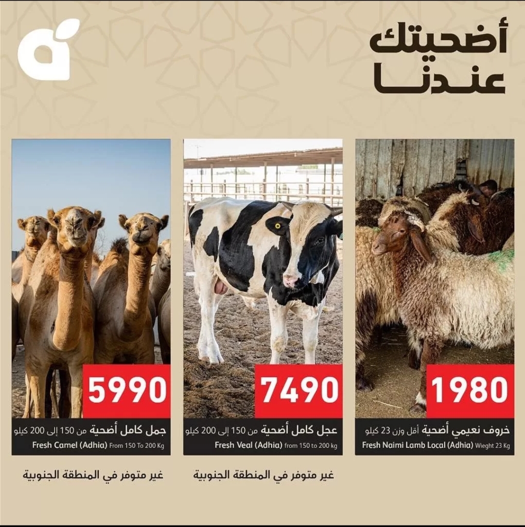 اضاحي العيد بنده