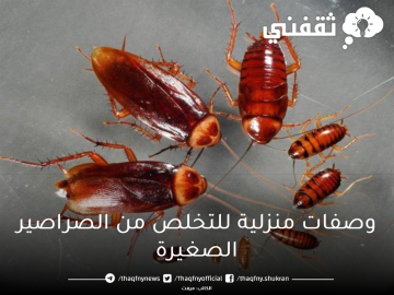 وصفات منزلية للتخلص من الصراصير الصغيرة بطريقة محترفة