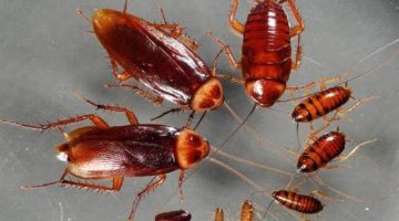 رشيه في الأركان وانسي البق والنمل والصراصير نهائيا لمدة سنوات منزل بدون حشرات