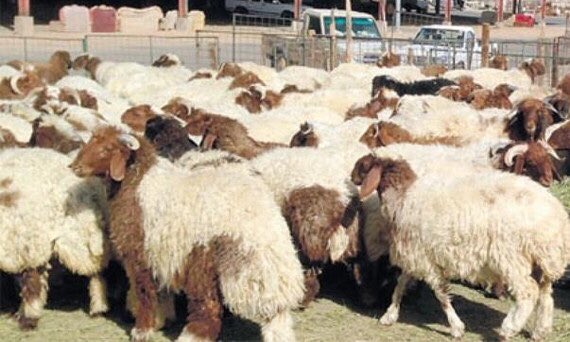 موعد صرف دعم المواشي