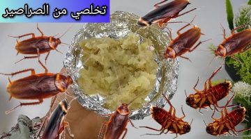 عجينة الصراصير الجبارة للقضاء على الصراصير