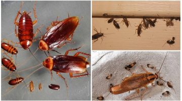 رشه في الاركان للتخلص من النمل والحشرات في الصيف بشكل نهائي وبدون مبيد