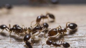 أسرار التخلص الفعّال من النمل