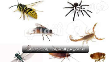 التخلص من الحشرات الزاحفة والطائرة