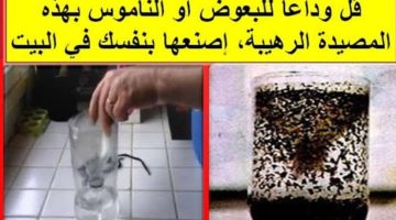 طريقة عمل مصيدة الذباب