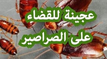 التخلص من الصراصير