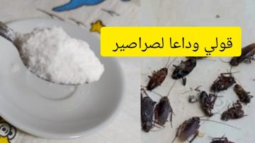 إبادة الصراصير والحشرات نهائيا من المنزل بدون مبيدات كيماوية وبدون مغادرة نهائيا للمنزل