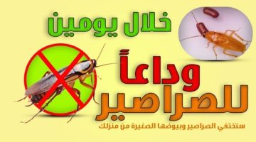 خلطة خلطة للتخلص من الصراصير والحشرات