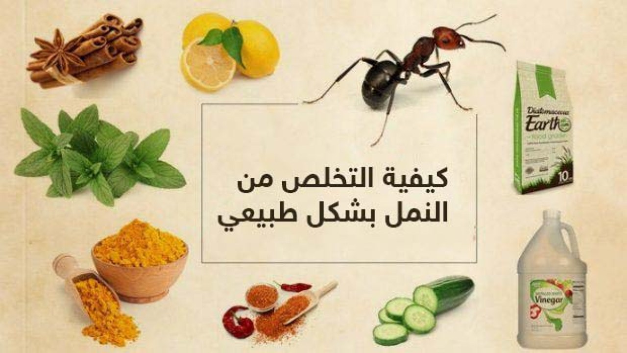 التخلص من النمل
