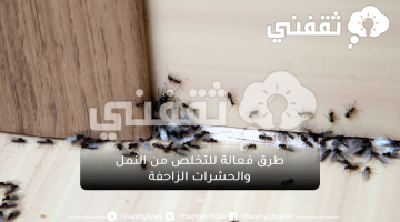 طرق فعالة للتخلص من النمل والحشرات الزاحفة