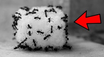 طريقة التخلص من النمل الاسود