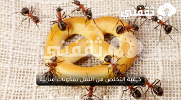 كيفية التخلص من النمل بمكونات منزلية
