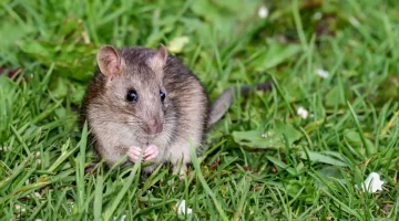 وصفة طبيعية للتخلص من الفئران
