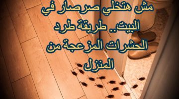 مش هتخلي صرصار في البيت.. طريقة طرد الحشرات المزعجة من المنزل