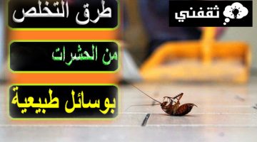 صورة توضح القضاء على الحشرات المزعجة بعد تطبيق الطرق الموجودة في المقال.