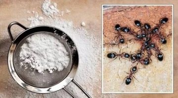 التخلص من النمل والصراصير